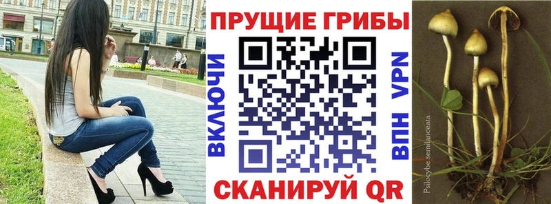 магазин  наркотиков  Апрелевка  Псилоцибиновые грибы прущие грибы 